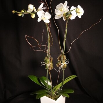 Double Stem Orchid Plant in White
